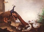 Peacock with Geese and Hen, Jakob Bogdani